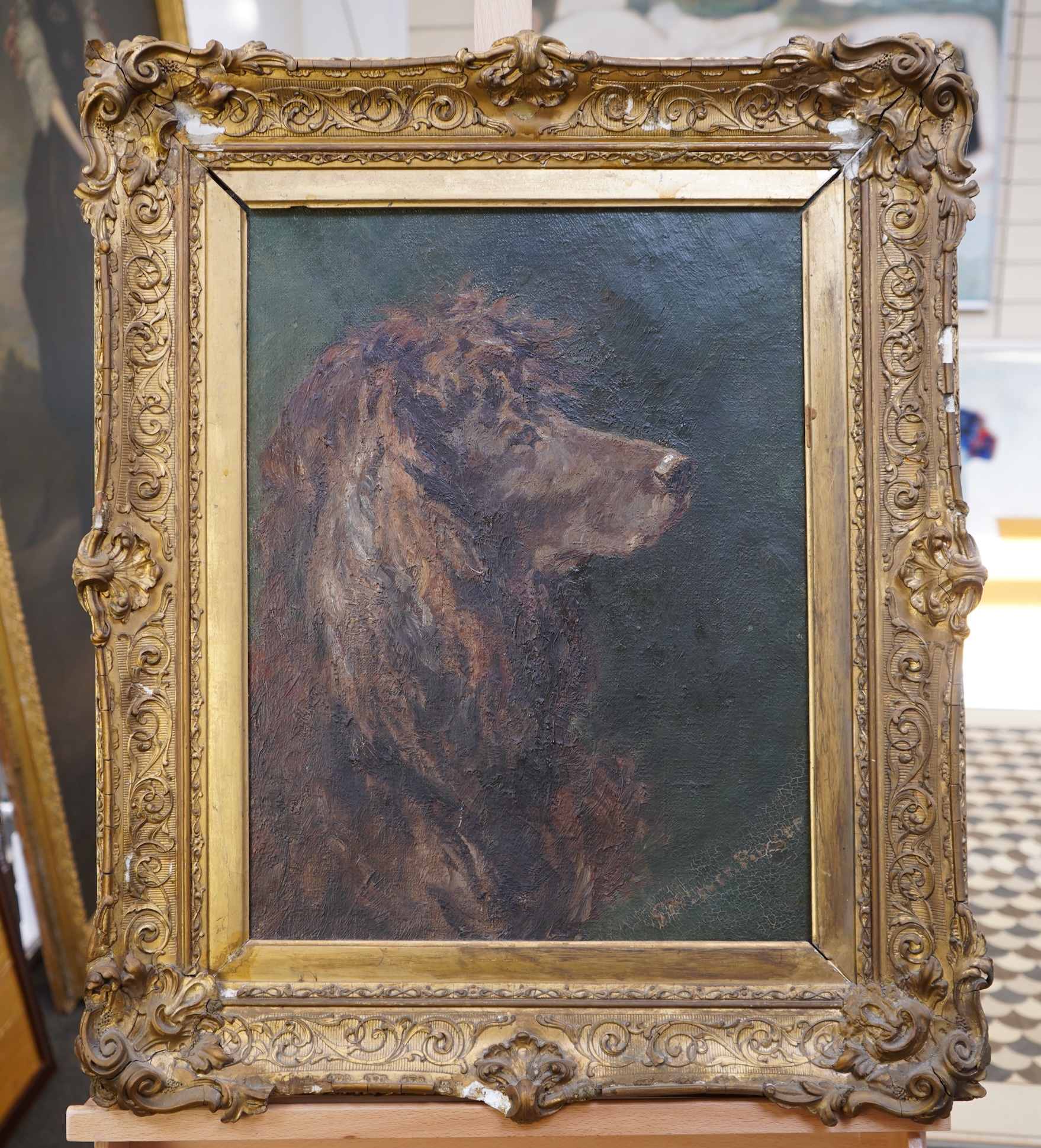 English School, (early 20th century), A portrait of an Irish Water Spaniel